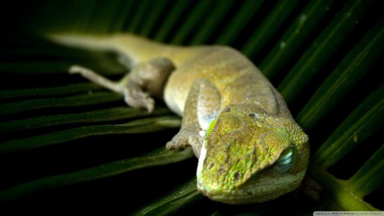 sleeping, Lizards, Leaves, Reptile, Macro, Blurred, Wildlife HD Wallpaper Desktop Background