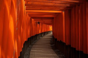 path, Wood, Orange (fruit), Japan, Temple, Torii, Kyoto