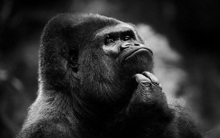 gorillas HD Wallpaper Desktop Background