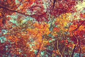 trees, Leaves, Colorful