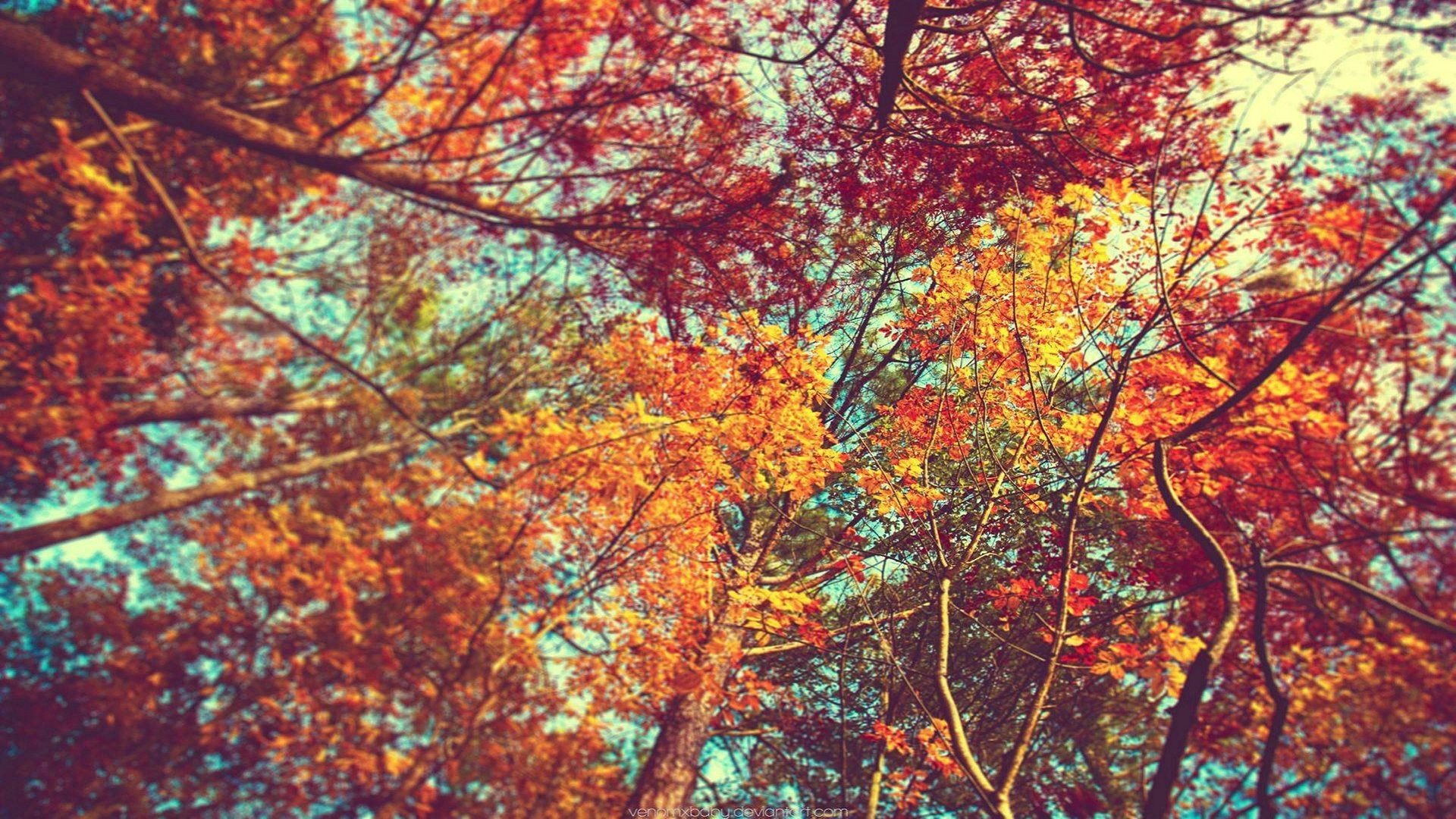 trees, Leaves, Colorful Wallpaper