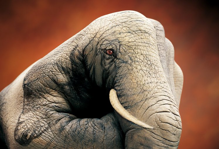 hand, Elephants, Drawing HD Wallpaper Desktop Background