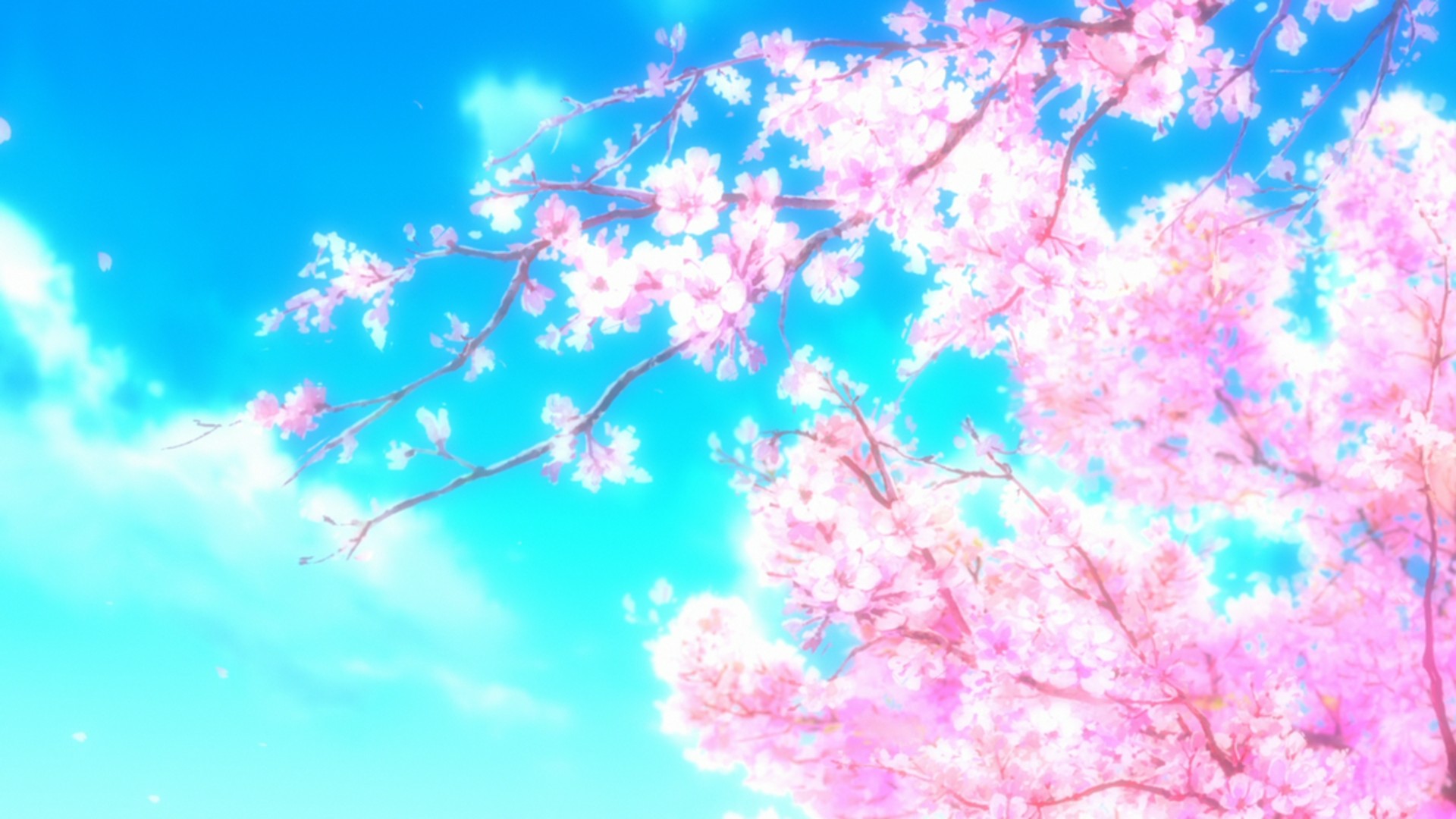 cherry blossom Wallpaper