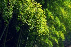bamboo, Green, Trees