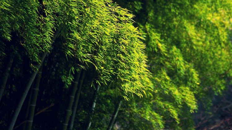 bamboo, Green, Trees HD Wallpaper Desktop Background