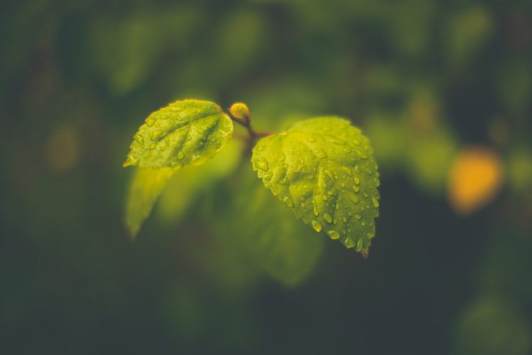 macro, Leaves, Blurred, Rain, Water drops, Photography HD Wallpaper Desktop Background