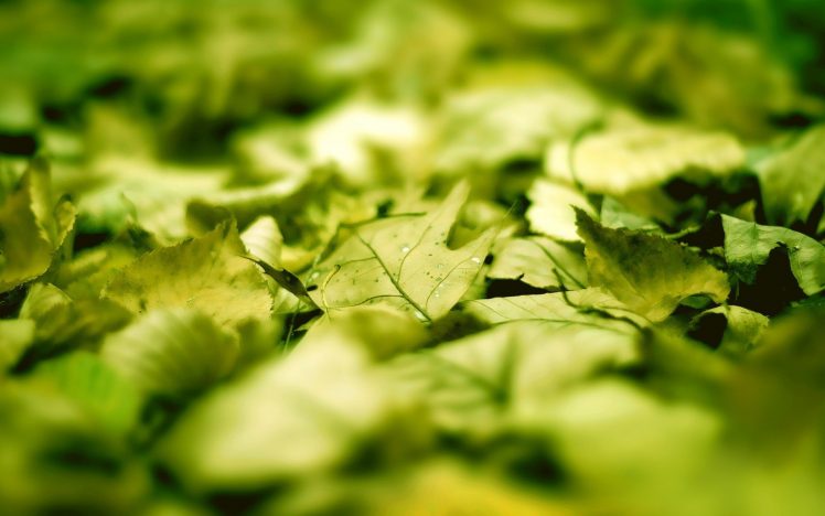 leaves, Macro, Green, Sunlight, Blurred, Photography HD Wallpaper Desktop Background