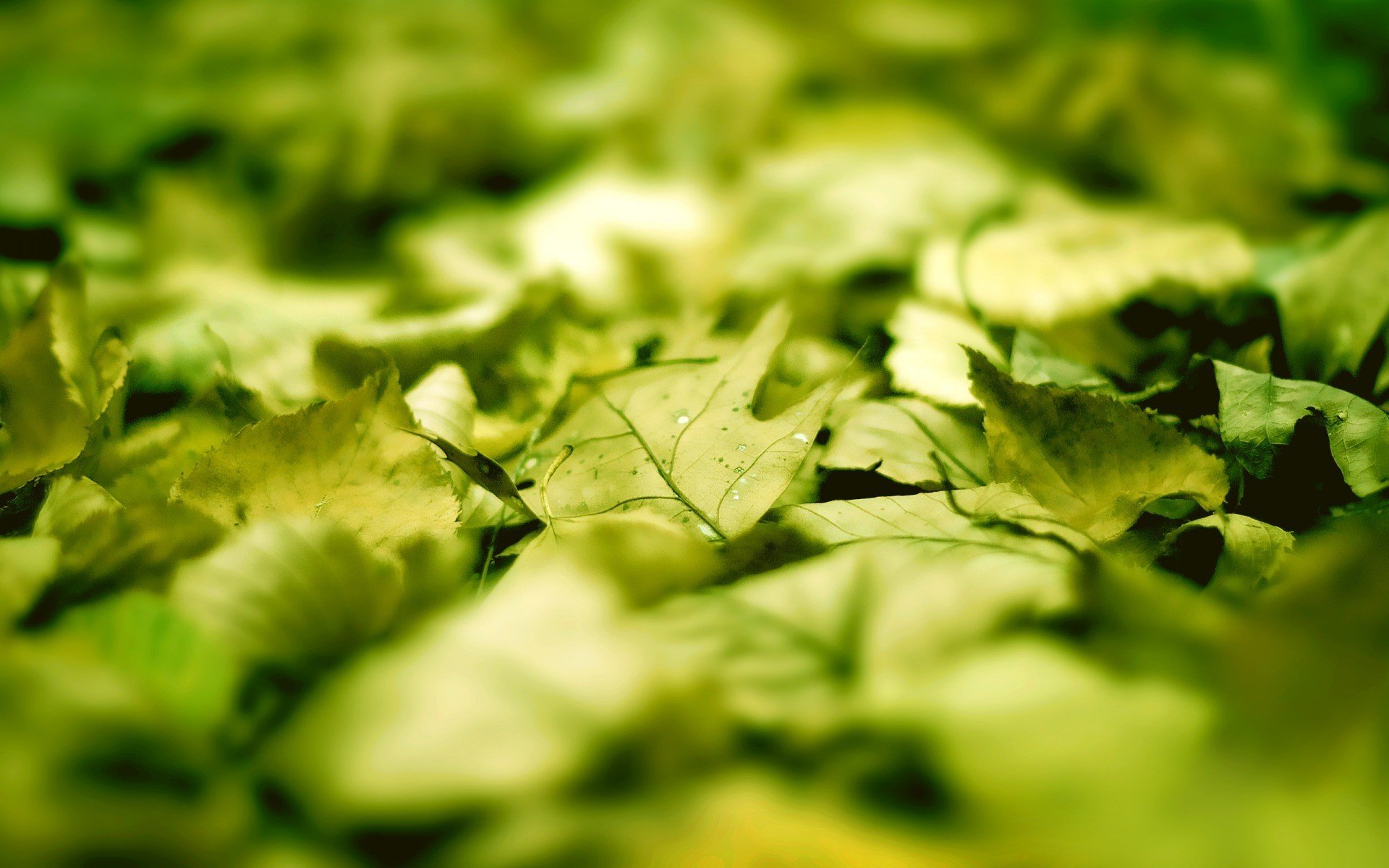 leaves, Macro, Green, Sunlight, Blurred, Photography Wallpaper