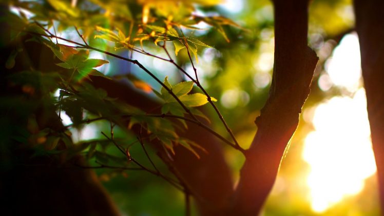 sunlight, Leaves, Macro, Blurred, Photography, Bokeh HD Wallpaper Desktop Background