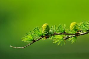conifer, Cones, Macro, Blurred, Green, Photography