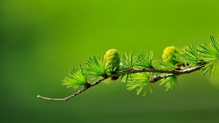 conifer, Cones, Macro, Blurred, Green, Photography HD Wallpaper Desktop Background