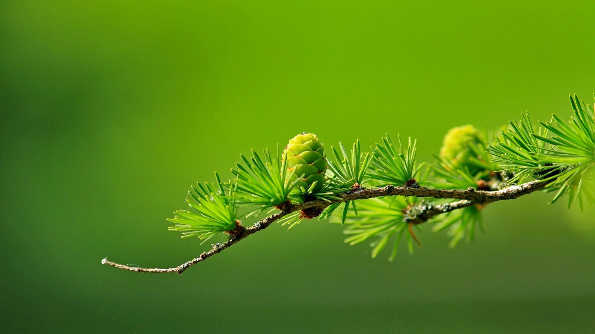conifer, Cones, Macro, Blurred, Green, Photography Wallpaper
