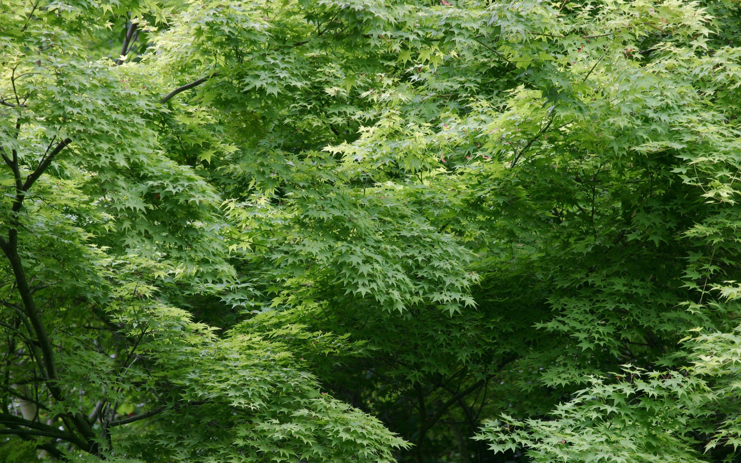 leaves, Green Wallpaper