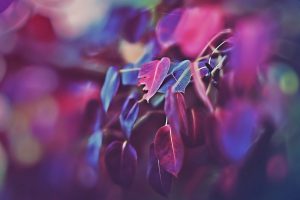 purple, Pink, Leaves, Macro, Blurred, Photography