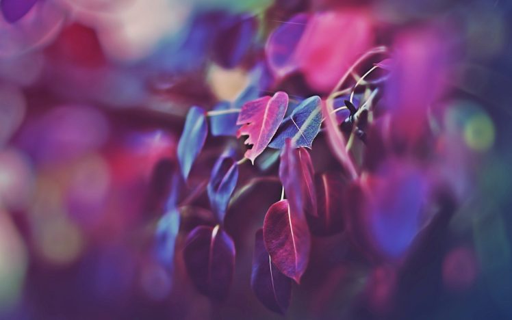 purple, Pink, Leaves, Macro, Blurred, Photography HD Wallpaper Desktop Background