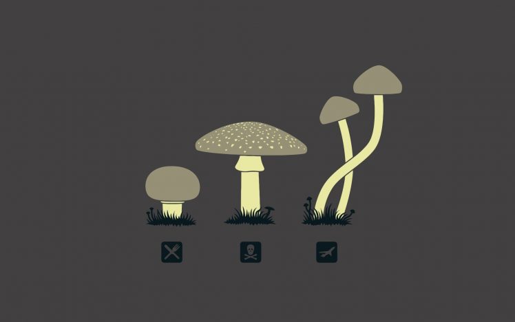 mushroom, Minimalism HD Wallpaper Desktop Background