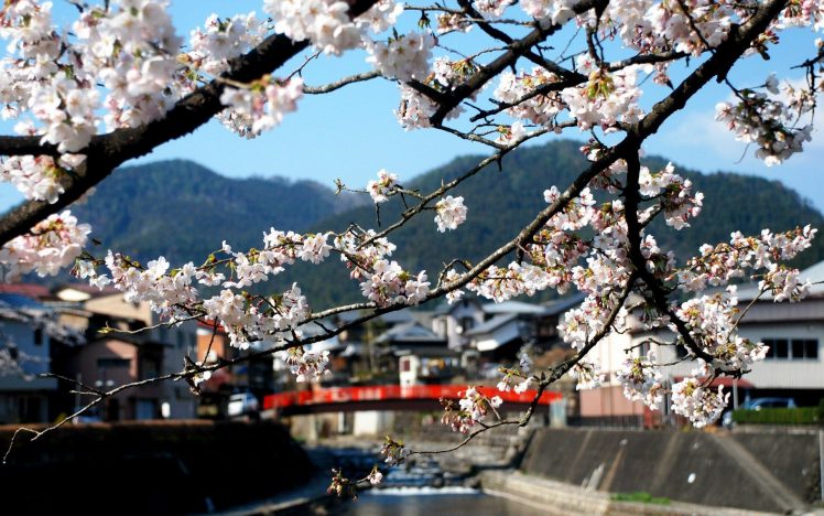 Japan, Bridge, Trees HD Wallpaper Desktop Background