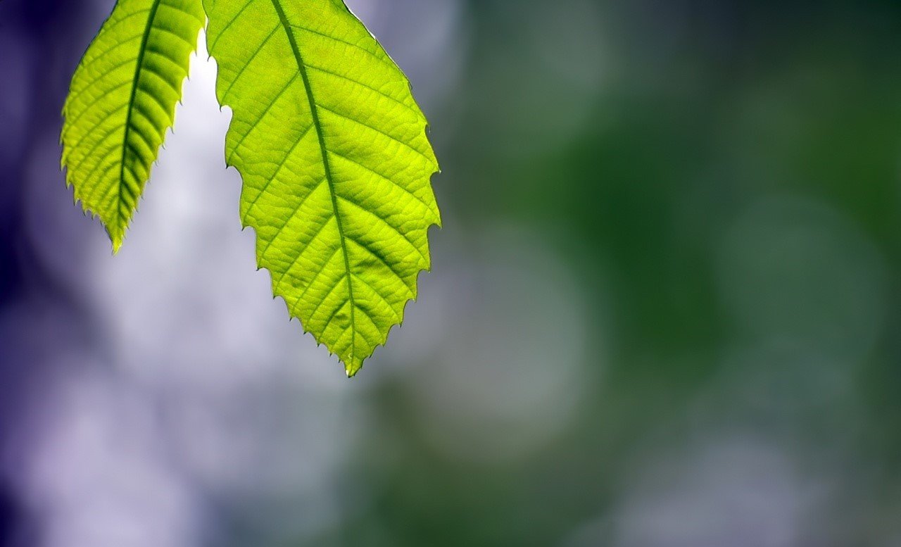 leaves Wallpaper