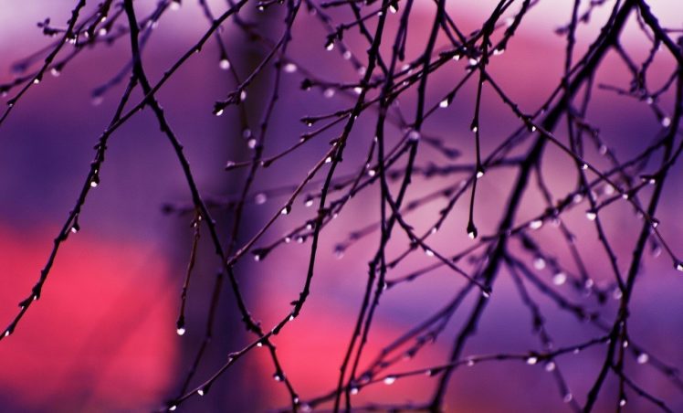 rain, Twigs, Dew, Depth of field HD Wallpaper Desktop Background