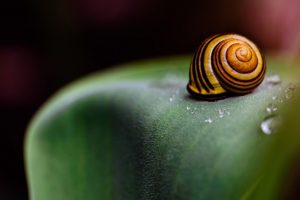 snail, Seashell, Macro