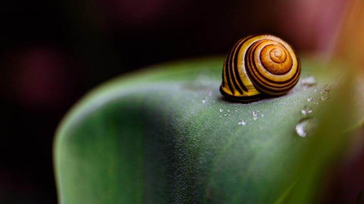 snail, Seashell, Macro HD Wallpaper Desktop Background