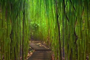bamboo, Japanese Garden, Garden