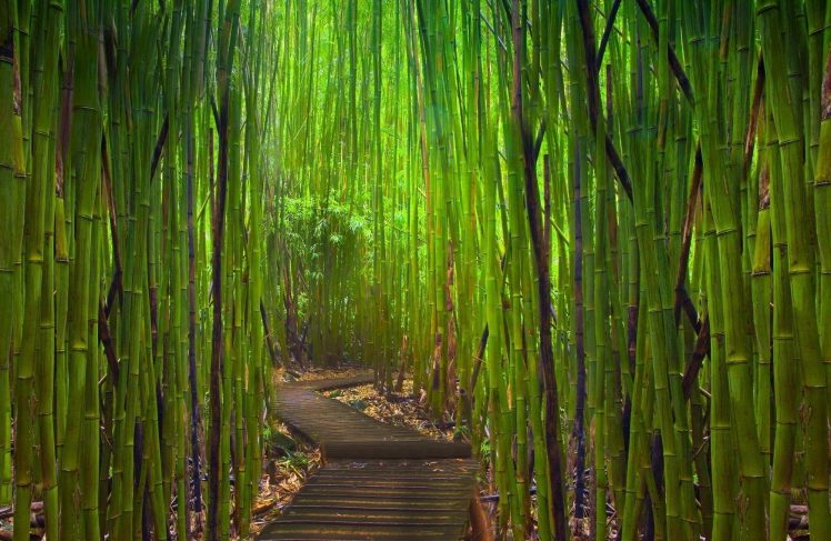 bamboo, Japanese Garden, Garden HD Wallpaper Desktop Background
