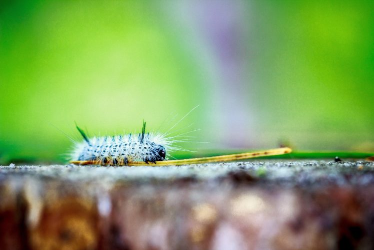 caterpillars, Macro HD Wallpaper Desktop Background