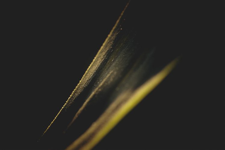 gold, Lights, Leaves HD Wallpaper Desktop Background