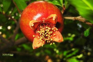 fruit, Pomegranate