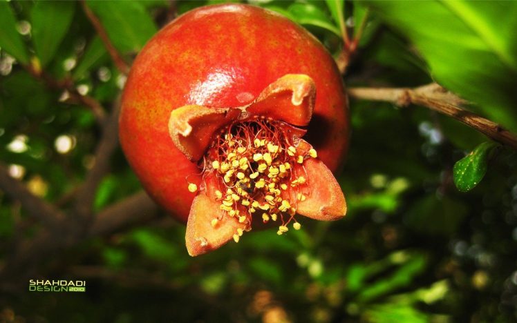 fruit, Pomegranate HD Wallpaper Desktop Background