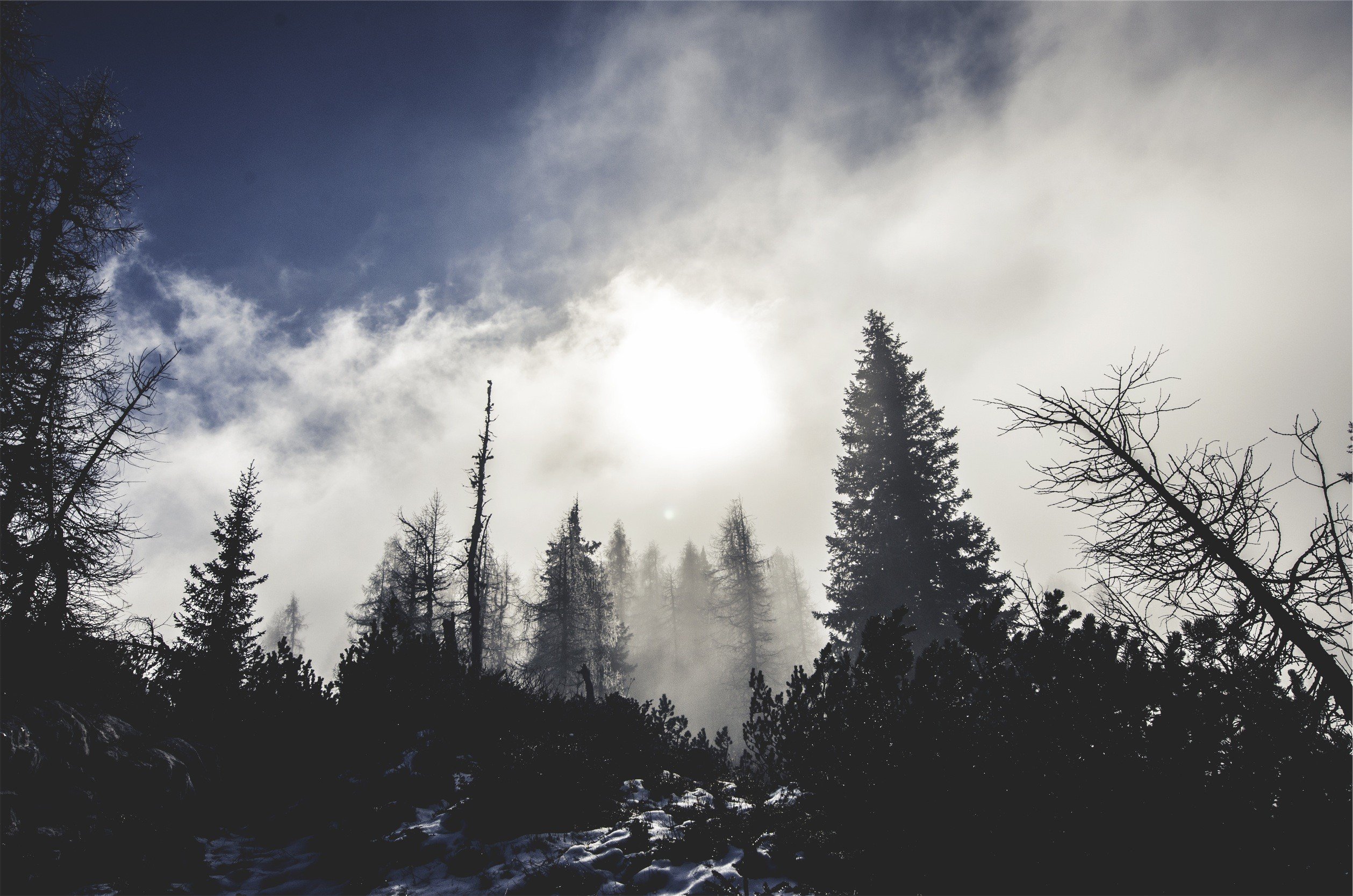 trees Wallpaper