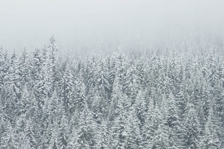 trees, Snow HD Wallpaper Desktop Background
