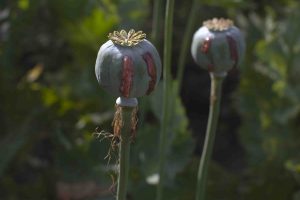 poppies, Opium