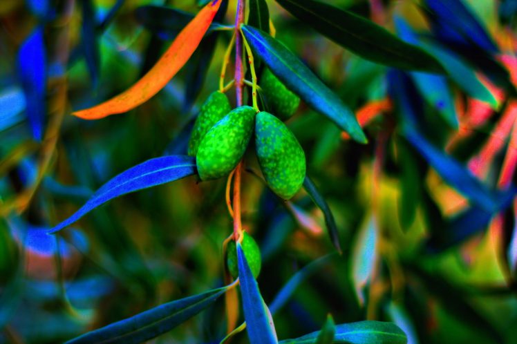 olives, Trees HD Wallpaper Desktop Background