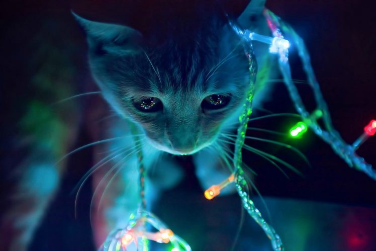 lights, Kittens HD Wallpaper Desktop Background
