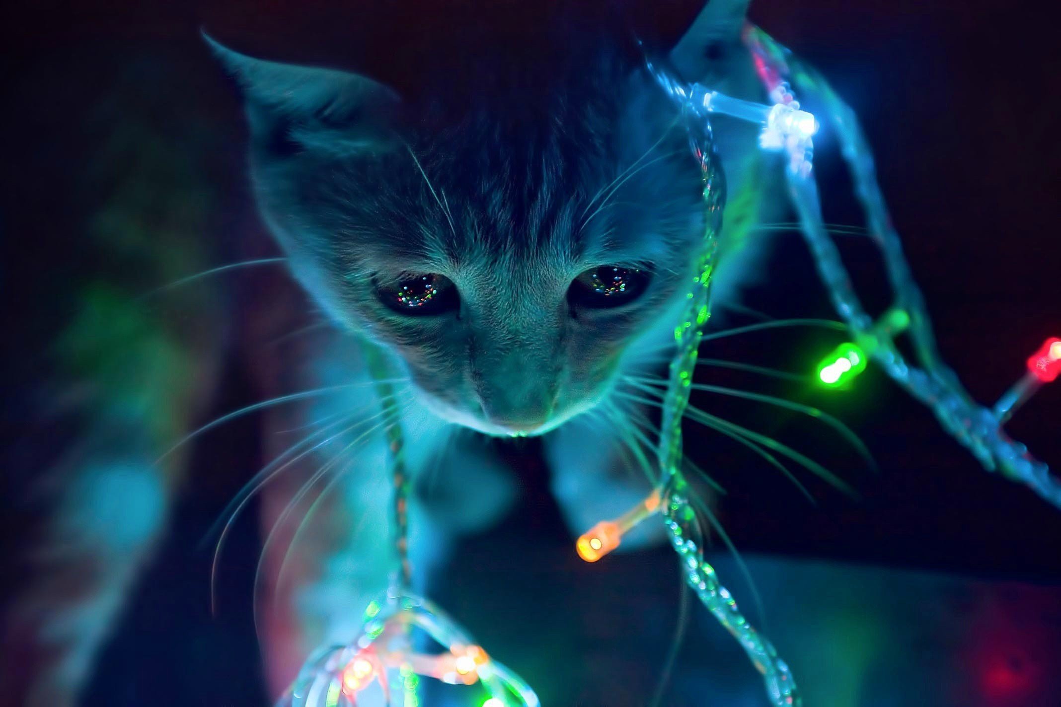 lights, Kittens Wallpaper