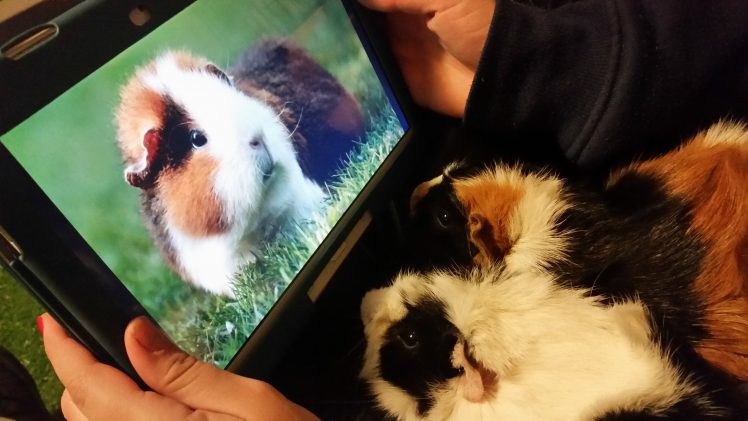 guinea pigs, Rodent HD Wallpaper Desktop Background