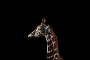 photography, Mammals, Giraffes, Simple background