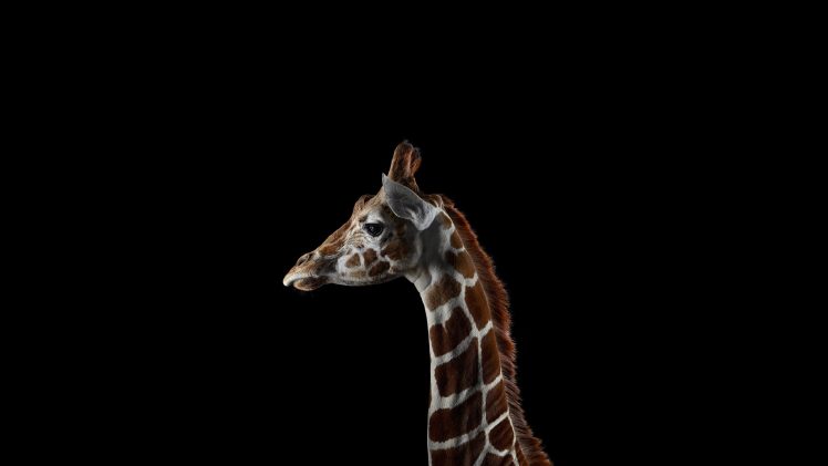 photography, Mammals, Giraffes, Simple background HD Wallpaper Desktop Background