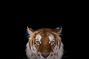 photography, Tiger, Simple background, Big cats