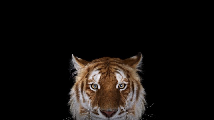 photography, Tiger, Simple background, Big cats HD Wallpaper Desktop Background