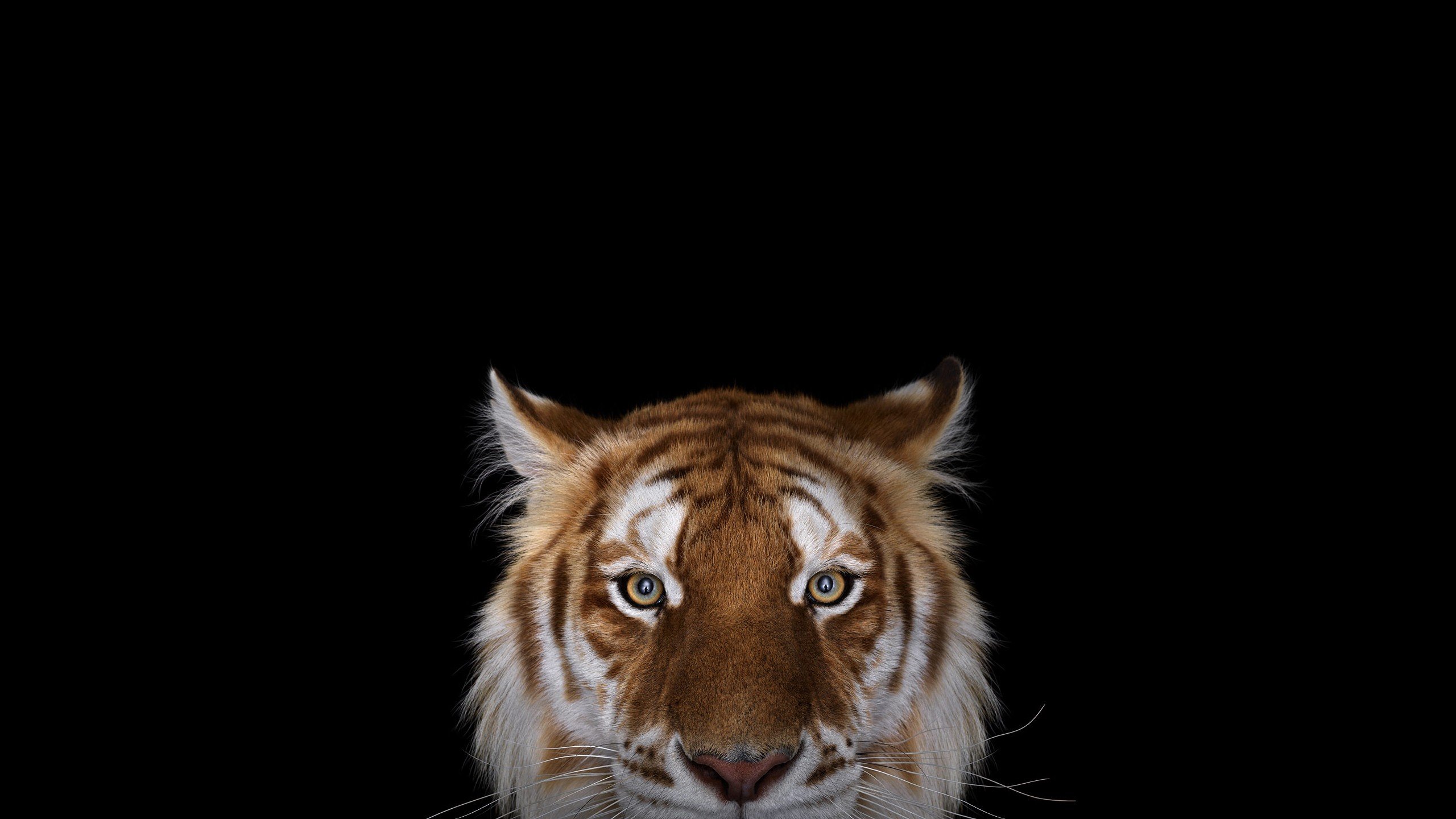 photography, Tiger, Simple background, Big cats Wallpaper