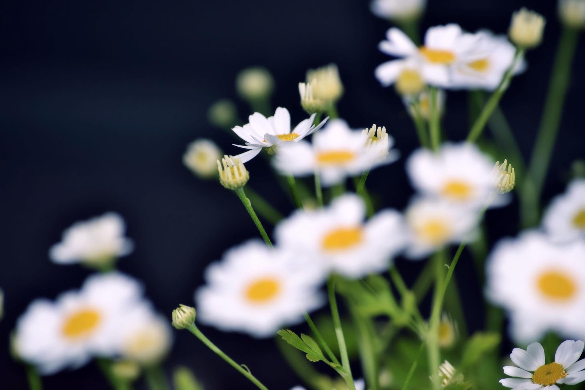 daisies Wallpaper