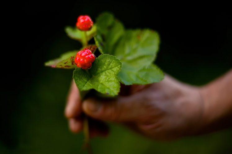 fruit, Berries HD Wallpaper Desktop Background