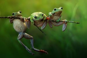 frog, Amphibian, Green