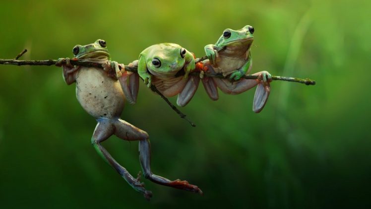 frog, Amphibian, Green HD Wallpaper Desktop Background