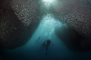 underwater, Fish, Divers, Shoal of fish