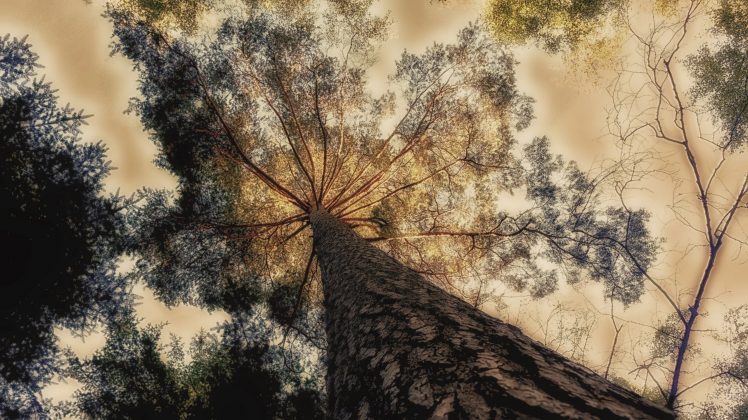 trees, HDR HD Wallpaper Desktop Background