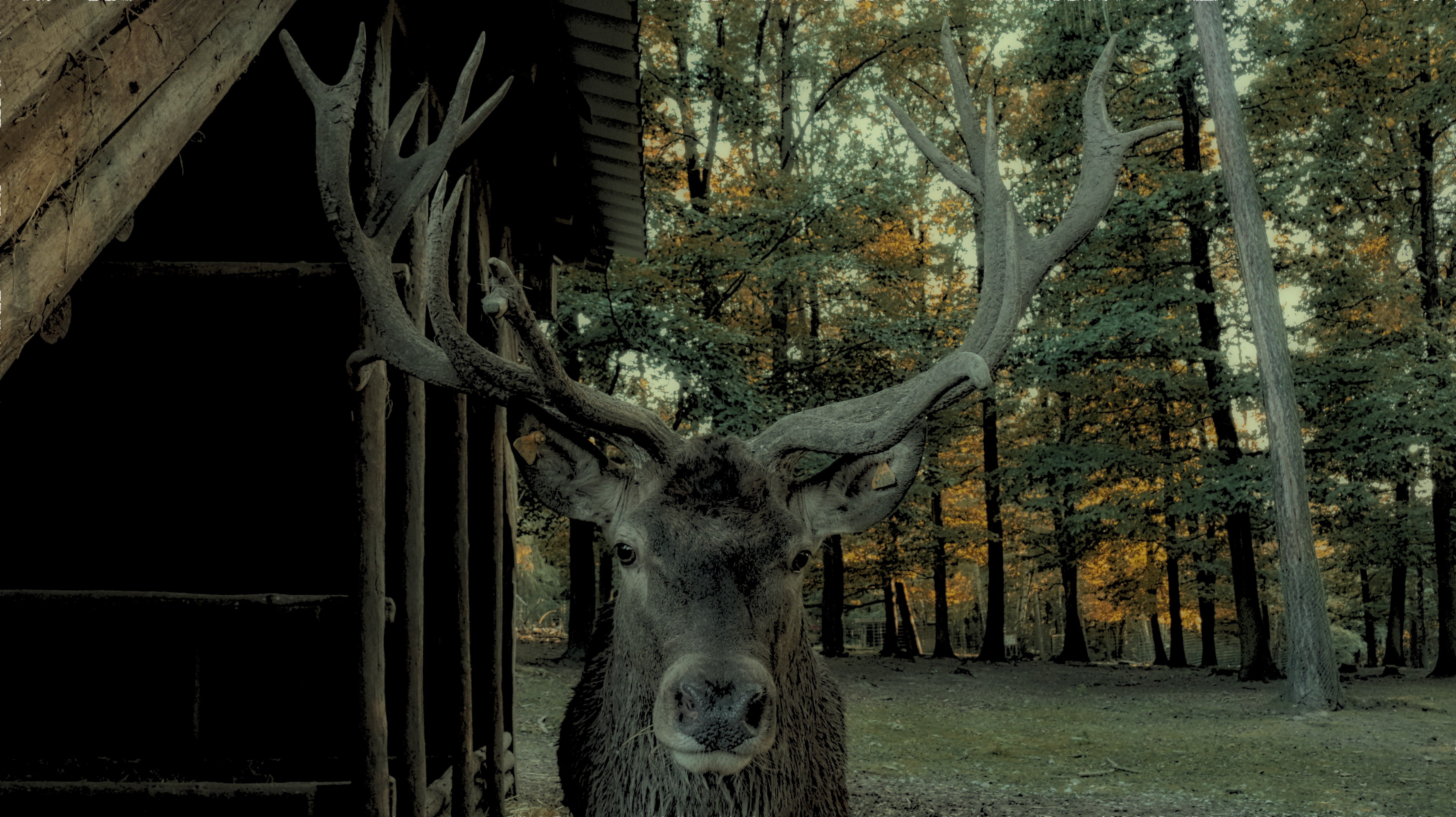 deer Wallpaper
